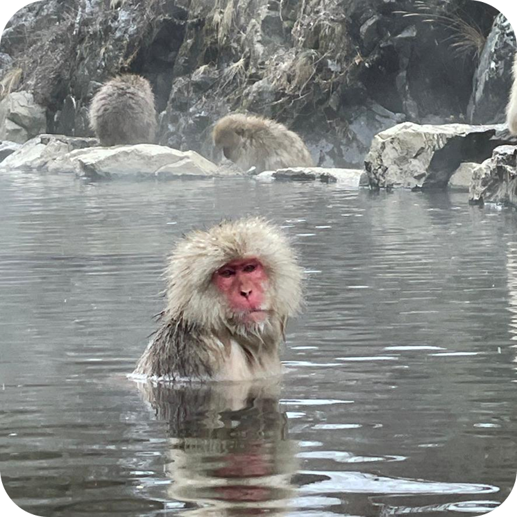 Monkey Spring Pools